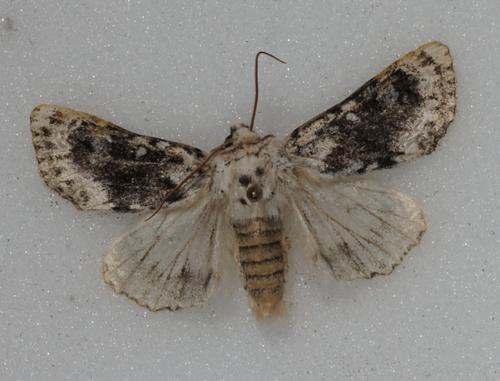 Polymixis argillaceago